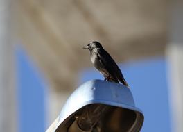 Bird Black Nature