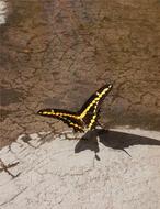 Butterfly Monarch Insect