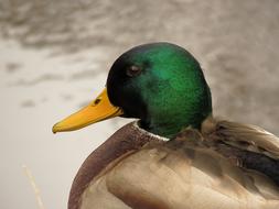 Mallard Drake Duck