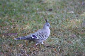 Crested Pigeon Bird Crest