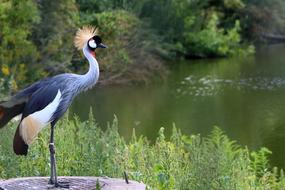 Bird Animal