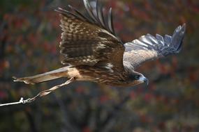 Animal Natural Park Bird