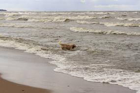 Dog Retriever Water