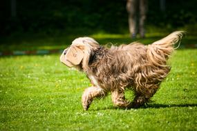 Dog Race Obedience