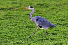Heron Wading Bird Animal