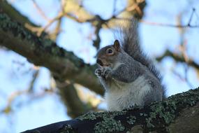 Squirrel Animal