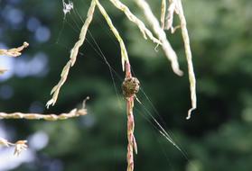 Spider Large Arachnid
