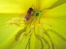 Bee Insect Evening Primrose