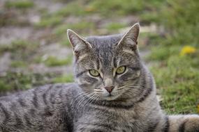 Cat Autumn Grass
