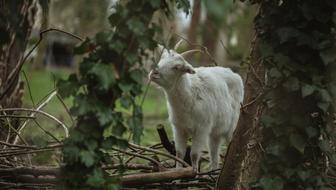 Goat Animal