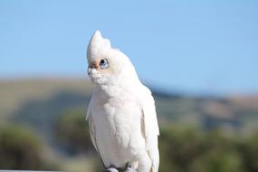 Parrot White Cockatoo Bird