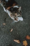 view of Cat Animal in Nature