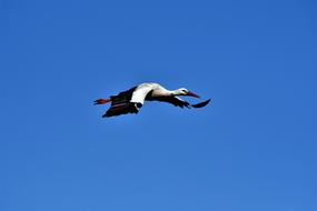 Stork Flying Bird