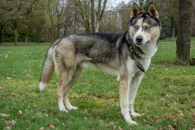 husky dog on green grass in the park