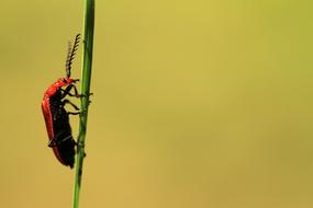 Beetle Insect Close Up