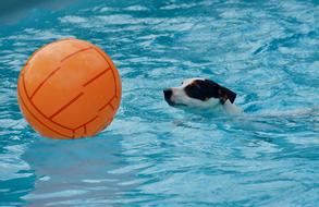 Jack Russel Swimming Pool Dog