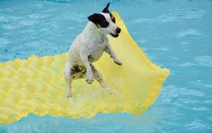 dog floating on a mattress