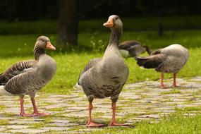 Geese Wild Waterfowl