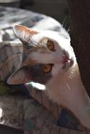 Cat Kitty Pet