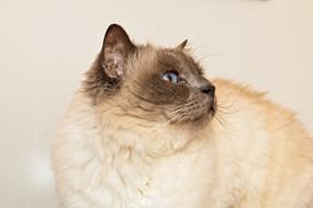 Cat Sacred Birman Moustache Breed