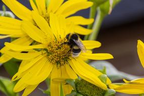Hummel Animal Insect Close