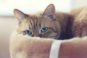 Cat Red Red-Headed