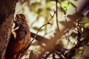 Bird Green Animal