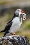 Bird Puffin Wildlife