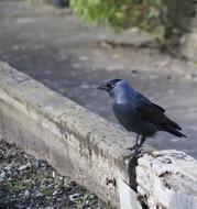 Crow Bird Black