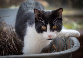 Cat Animal Pet Domestic