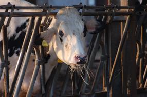 Stable Cow mammal