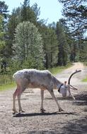 white deer on the road in the forest