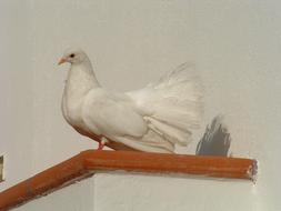 Colombo White