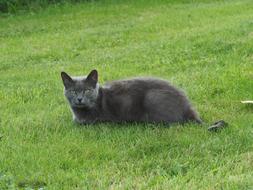 Cat Garden Pet