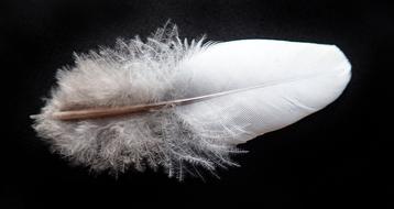 Feather Bird Downy