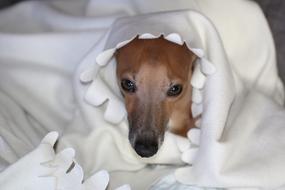Italian Greyhound Cute Dog