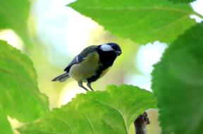 Tit Bird Songbird
