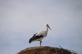 Stork Bird Bird'S Nest