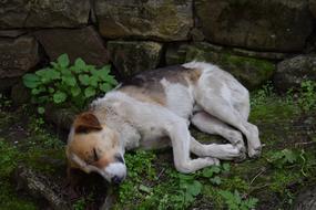 Dog Georgia