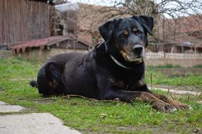 Dog Watchman Sweetheart