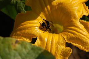 Pollination Insect on Yellow Flower