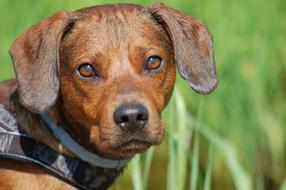 Dog Outdoor Nature