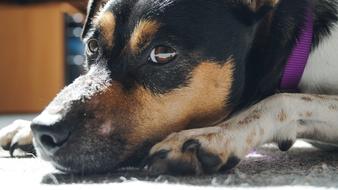 Dog Kalli Animal