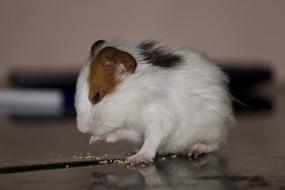 Hamster Pet Eating