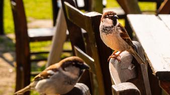 Bird Nature Birds
