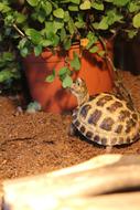 Turtle Baby Animal