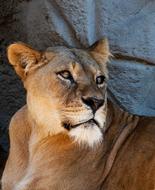 Lion Lioness Big Cat