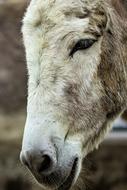 Donkey Animal Head Beast Of