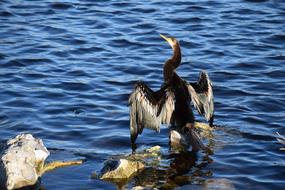Anhinga Wings Drying