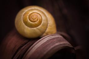Snail Shell Yellow